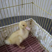 اردک ملوس
