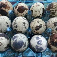 تخم بلدر چین اورگانیک