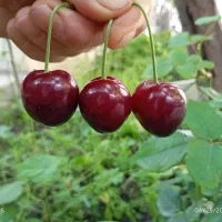 گیلاس تکدانه مشکی