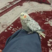 یک عدد عروس هلندی خوشکل فروشی معاوضه باقناری ماده