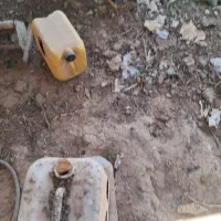 مرغ و خروس