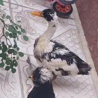اردک