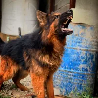 سگ ژرمن شپرد شولاین نگهبان