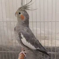پرنده،عروس‌هلندی