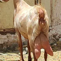 دو راس بز 2کیلوشیر نژاد نجدی افغان موقعیت جیرفت