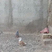 کبوتر پشت سرور