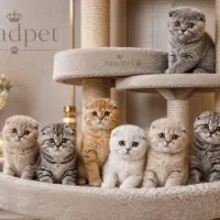 فروشگاه کامل از بچه گربه شجره دار،راد