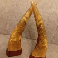 یک جفت شاخ کهنه ۱۵۰ ساله