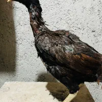 مرغ لاری