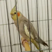 عروس هلندی نر