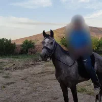 اسب مادیون