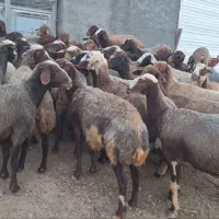 40راس گوسفند گوشتی شیره دار