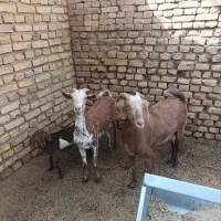 ۴تابزجوان شکم اول زاییده و۶تابزغاله فروشی