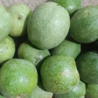 گردو تر