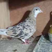 ساده هفت‌رنگ کلکسیونی نر