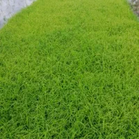 توم دستی بجار هاشمی آماده نشا