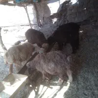 ۵بره ماده
