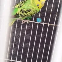 مرغ عشق ماده مولد