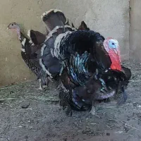 بوقلمون ، خروس نر و ماده