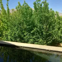آبسرد۳۰۰زمین فروشی