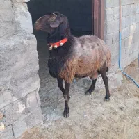 قوچ ، بره ، میش