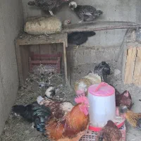 خروس جوان به همراه مرغ لهستانی