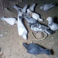 کفتر فروشی چند عدد