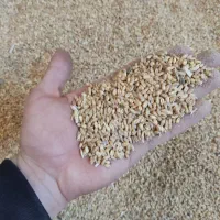 گندم چاق آبی