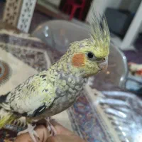 عروس هلندی نر