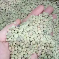عدس تازه زودپز