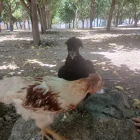 دو عدد مرغ