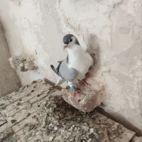 کبوتر سفید لوتی ماده تلف شده