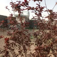 باغ‌۸۰۰متردوردیواردرخت ‌‌تانکر‌شاهنامه‌‌‌۶۹.ماریان|فروش خانه و ویلا|مشهد, درزآب|دیوار