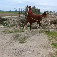 کره نریان حمدانی