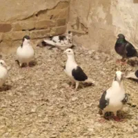 فقط 1500مقطوع