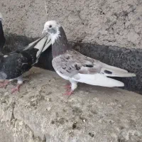کفتر سرور  درجه ۱