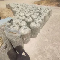 ذرت علوفه دان دار بدون دان