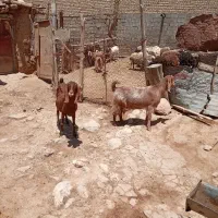 بز‌پاکستانی‌اصل