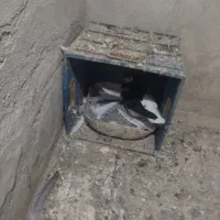 کفتر|پرنده|سبزوار, هفت تیر|دیوار