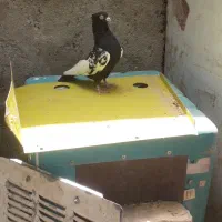 سینه بزن شش دونگ