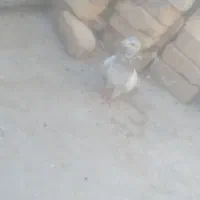 کبوتر سرور