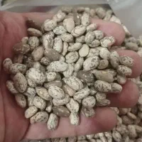 لوبیا چیتی امسال