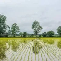 خواهان زمین شالیزار برای کشت نصفکاری
