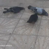 سه کبوتر جوان