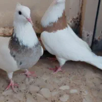نر و ماده طوقی با دوتا ماده تکی و یه جوجه طوق سیاه
