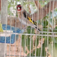 سهره نر کلکسیونی نشان دار