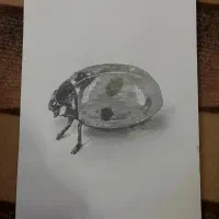 آموزش نقاشی و سیاه قلم