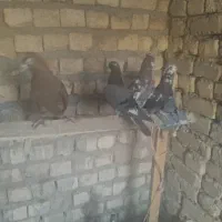 ۴تا.کفتر.خوب.سالم