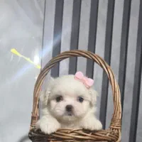 سک مالتیز فنجانی