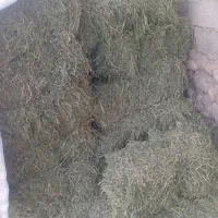 یونجه خشک